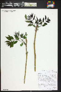 Ailanthus altissima image