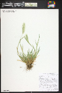 Hordeum murinum image