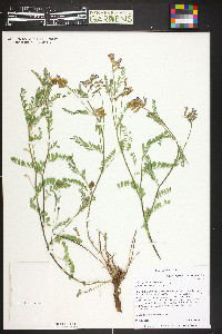 Astragalus hallii image