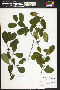 Erythroxylum confusum image