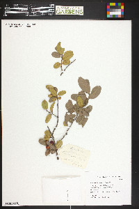 Auerodendron northropianum image