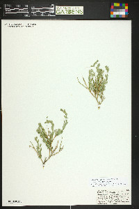 Glossopetalon spinescens var. meionandrum image