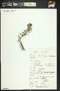 Myriophyllum sibiricum image