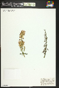 Corydalis caseana image