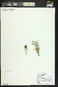 Oxytropis podocarpa image