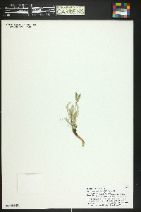 Oxytropis parryi image