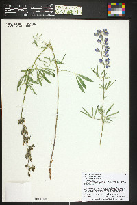 Lupinus argenteus subsp. moabensis image