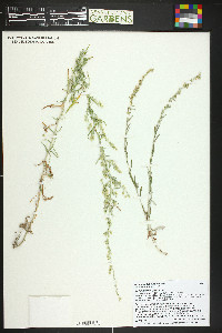 Artemisia ludoviciana subsp. albula image