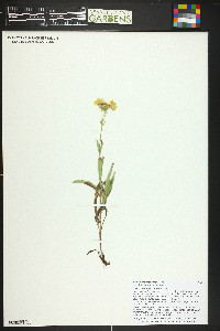 Arnica chamissonis image