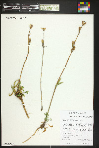 Silene drummondii image