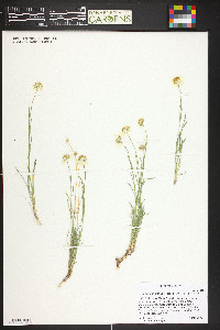 Erigeron concinnus image