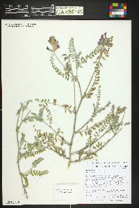 Astragalus puniceus image