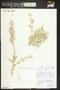 Atriplex confertifolia image