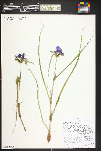 Tradescantia occidentalis image