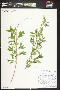 Salix amygdaloides image