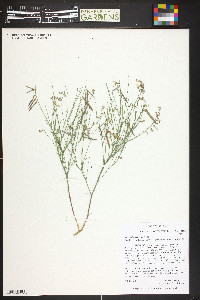 Astragalus convallarius image