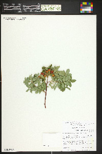 Rosa woodsii image