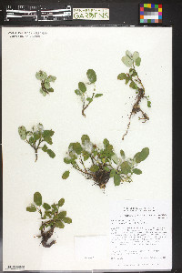 Salix nivalis image