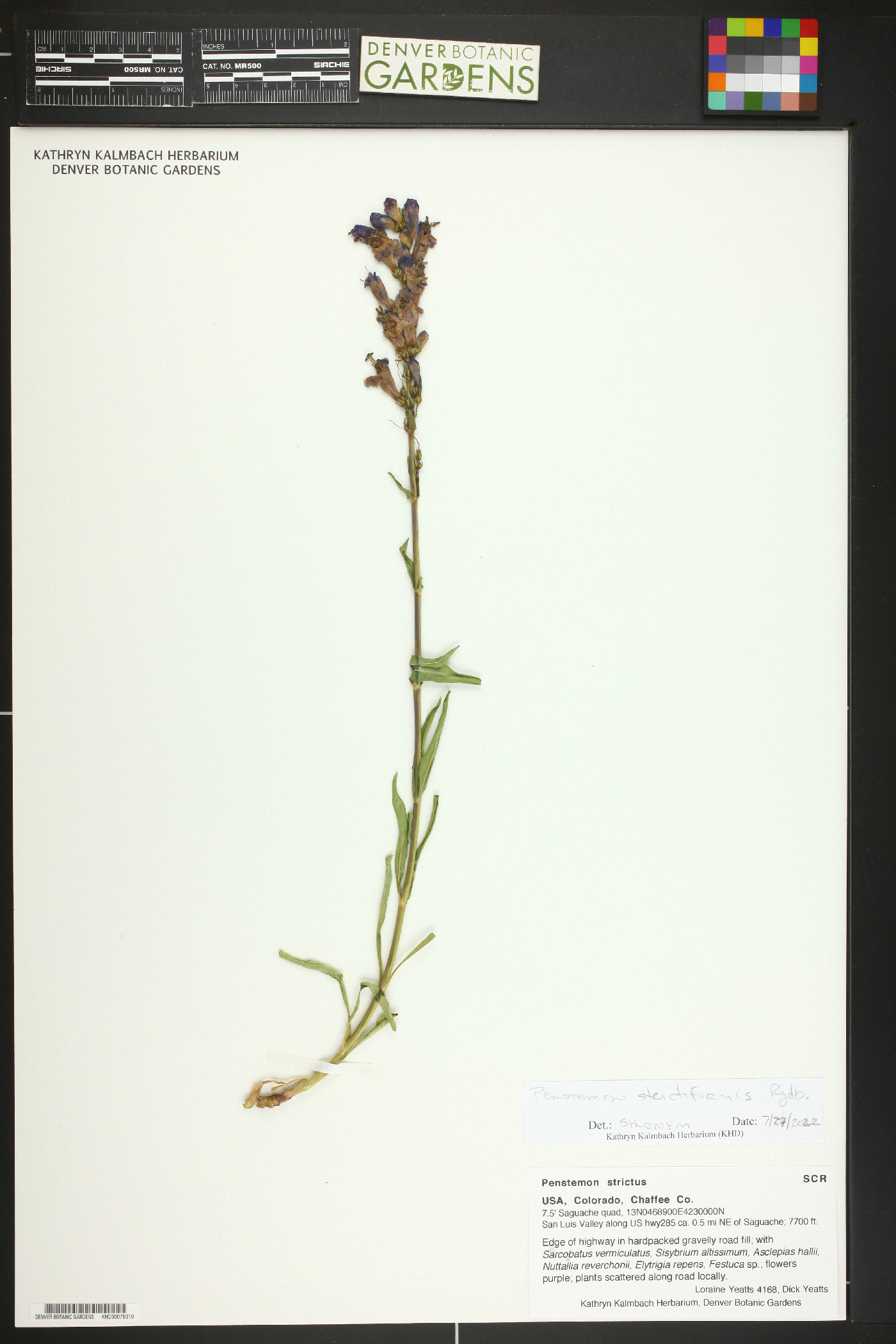 Penstemon strictiformis image