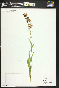 Penstemon mensarum image