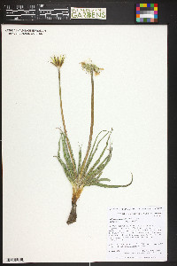 Nothocalais cuspidata image