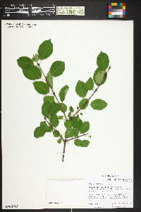 Rhamnus cathartica image