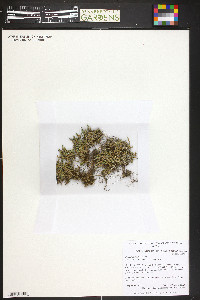 Selaginella densa image