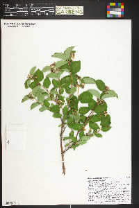 Symphoricarpos occidentalis image