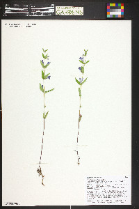 Scutellaria galericulata image