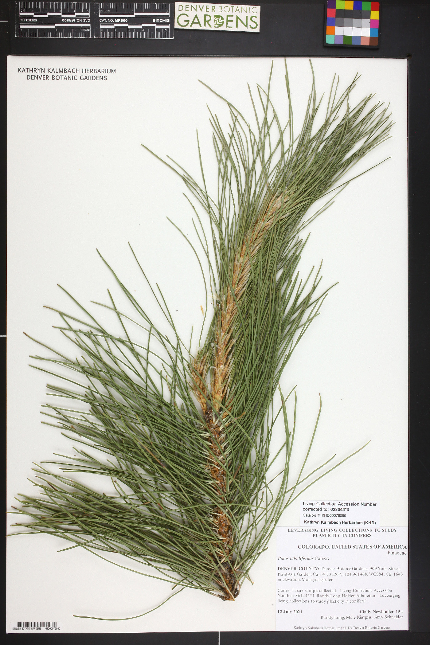 Pinus tabuliformis image