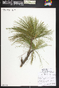 Pinus wallichiana image