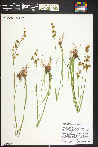 Juncus ensifolius var. montanus image