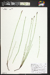 Equisetum variegatum image