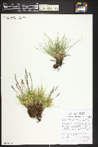 Festuca brachyphylla image