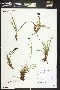 Carex scopulorum image