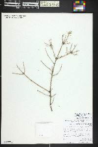 Picea mariana image