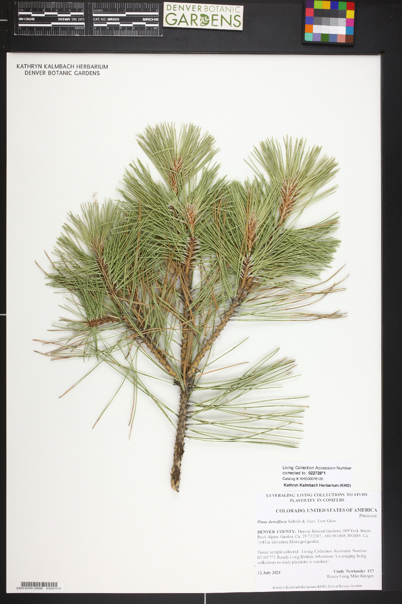 Pinus densiflora image