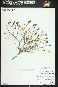 Tsuga canadensis image