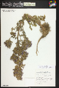 Phacelia deserta image