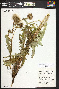 Image of Cirsium griseum