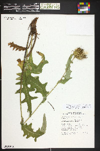 Image of Cirsium griseum