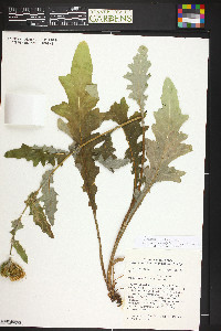 Cirsium centaureae image