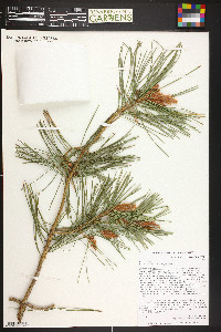 Pinus sylvestris image