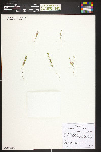 Gayophytum decipiens image