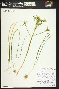 Ornithogalum umbellatum image