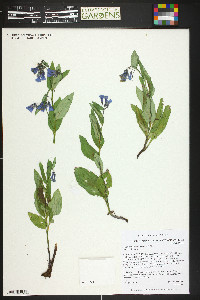 Mertensia lanceolata image