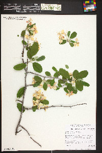 Malus ioënsis image