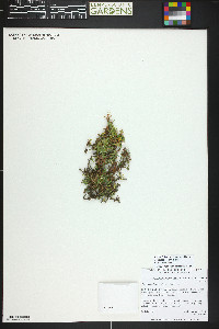 Tsuga canadensis image