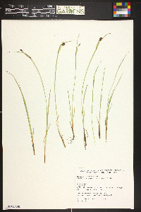 Sisyrinchium montanum image