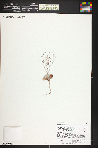 Eriogonum wetherillii image